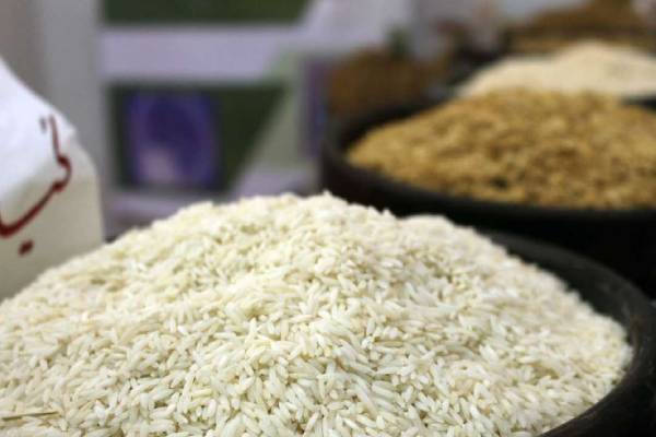 خرید  فروش برنج هاشمی درجه یک  شرایط فوق العاده
